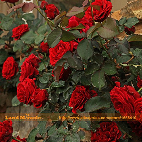 100 Seeds China Rare Black Rose Flower Lover DIY Plants Home Garden