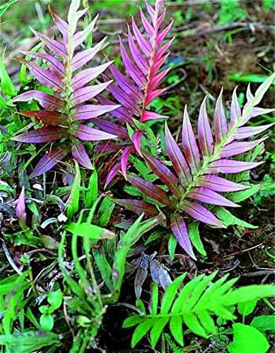 Sumpf frisch 100 Stck Farn Pflanzensamen zum Pflanzen lila : Amazon.de:  Garten