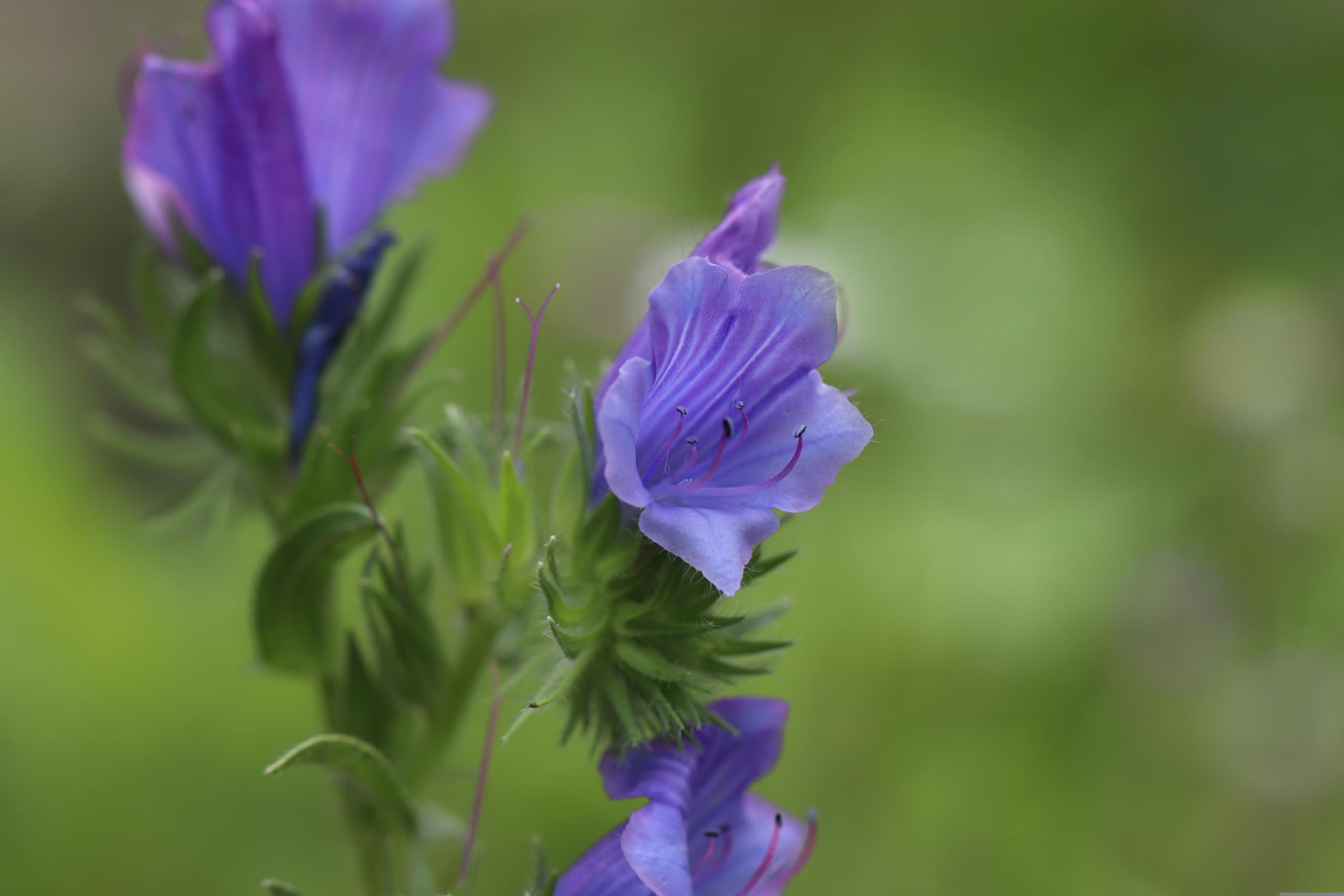 Gewöhnlicher Natternkopf (Echium vulgare) Samen. Schmetterlinge und Bienen lieben ihn! (20000 Samen = 58,0g)