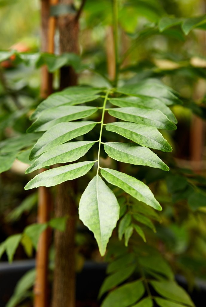 Creative Farmer Plant For Kitchen Garden Gandhabevu - Curry Leaf Seeds For Roof Garden Plant Seeds For Garden Pack (B075QDHHKW) Amazon Price History, Amazon Price Tracker