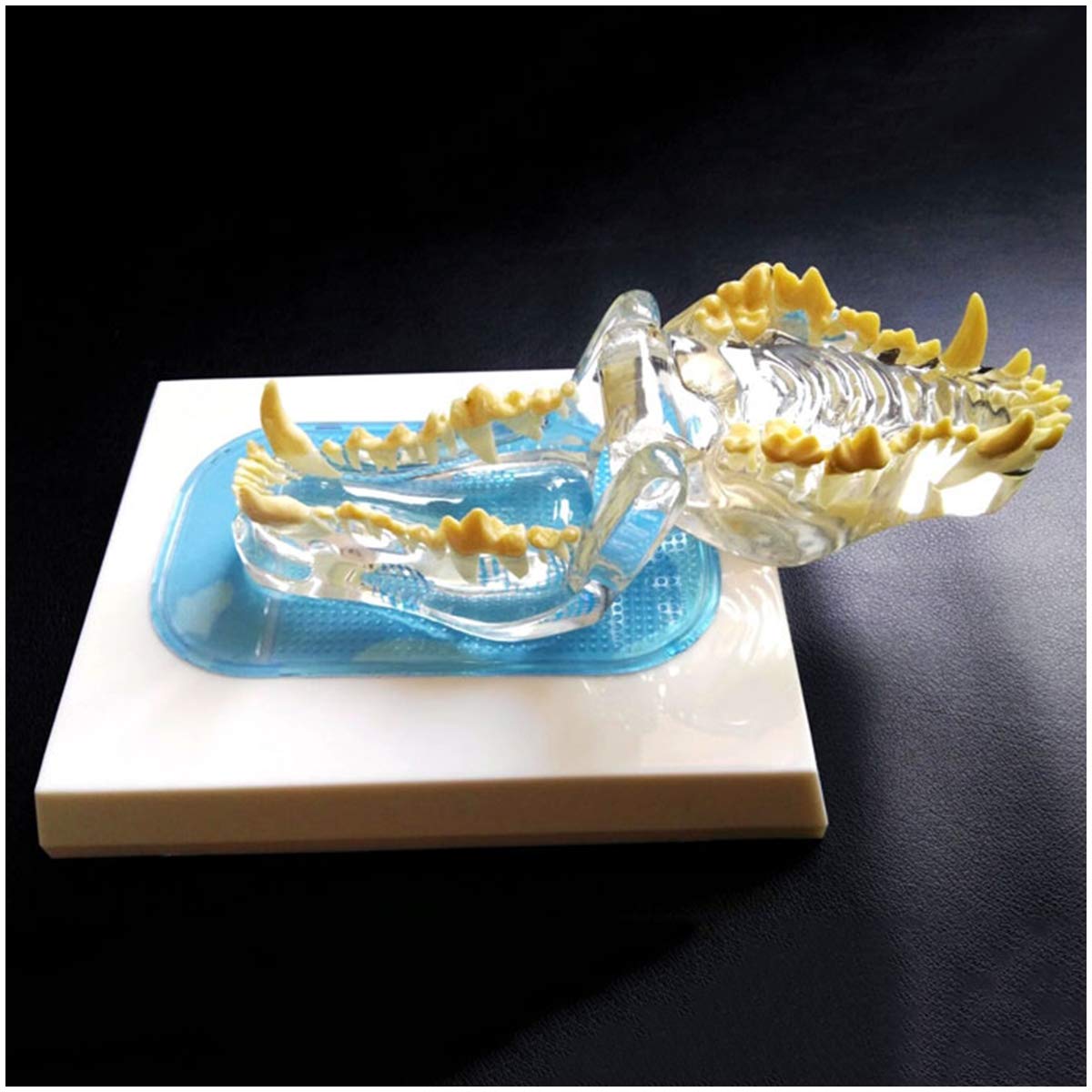 Sjdopulse A Dog Teeth Model Canine Teeth Natomical Model - Canine Dog Jaw Natomy Medical Nimal Teeth Model - For Medical Educational Training Id (A)