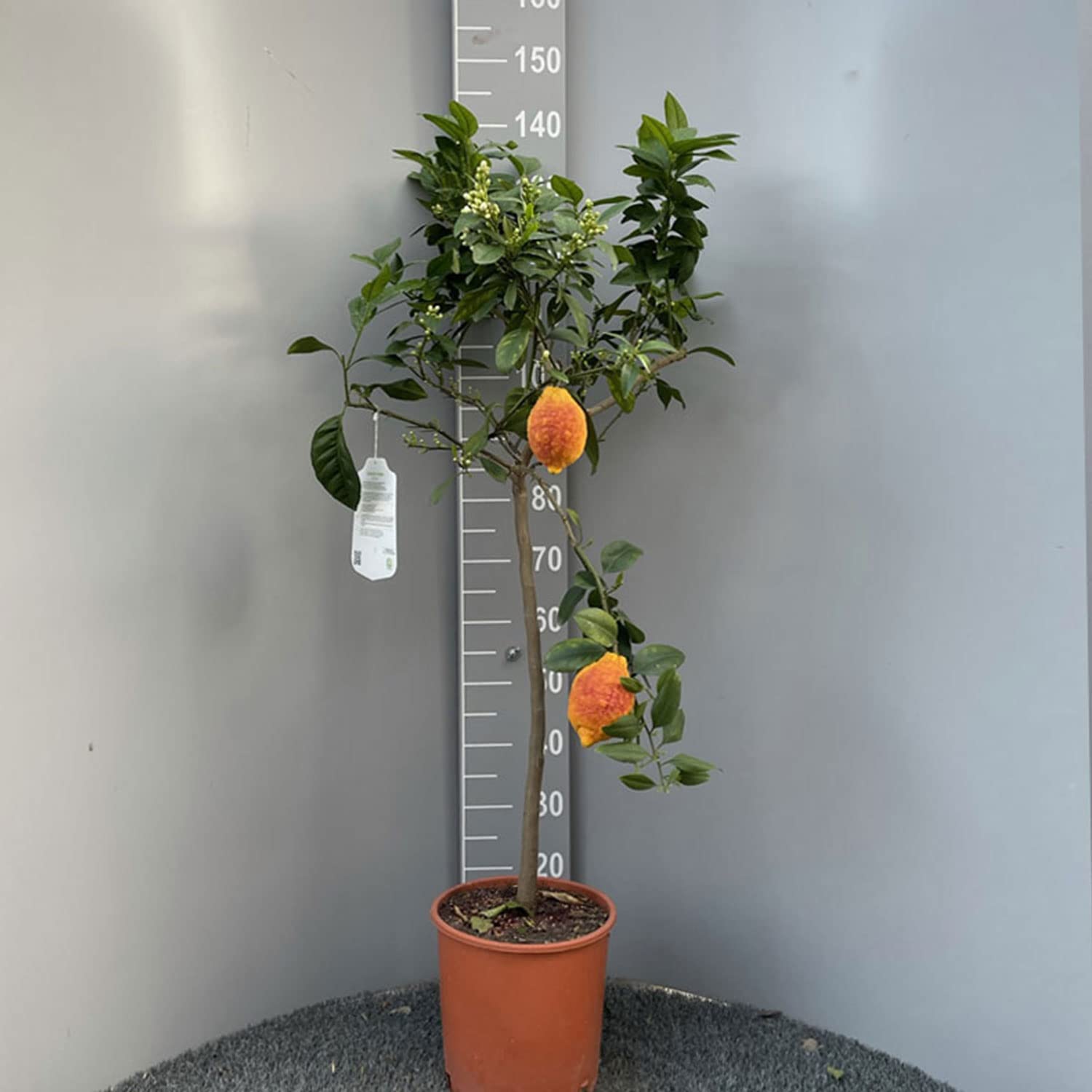 SAVINI VIVAI Pianta di Limone Albero Agrumi Limone a Buccia Rossa in Vaso da 24 cm Altezza 90-110 cm 3-4 Anni di innesto Made Italy