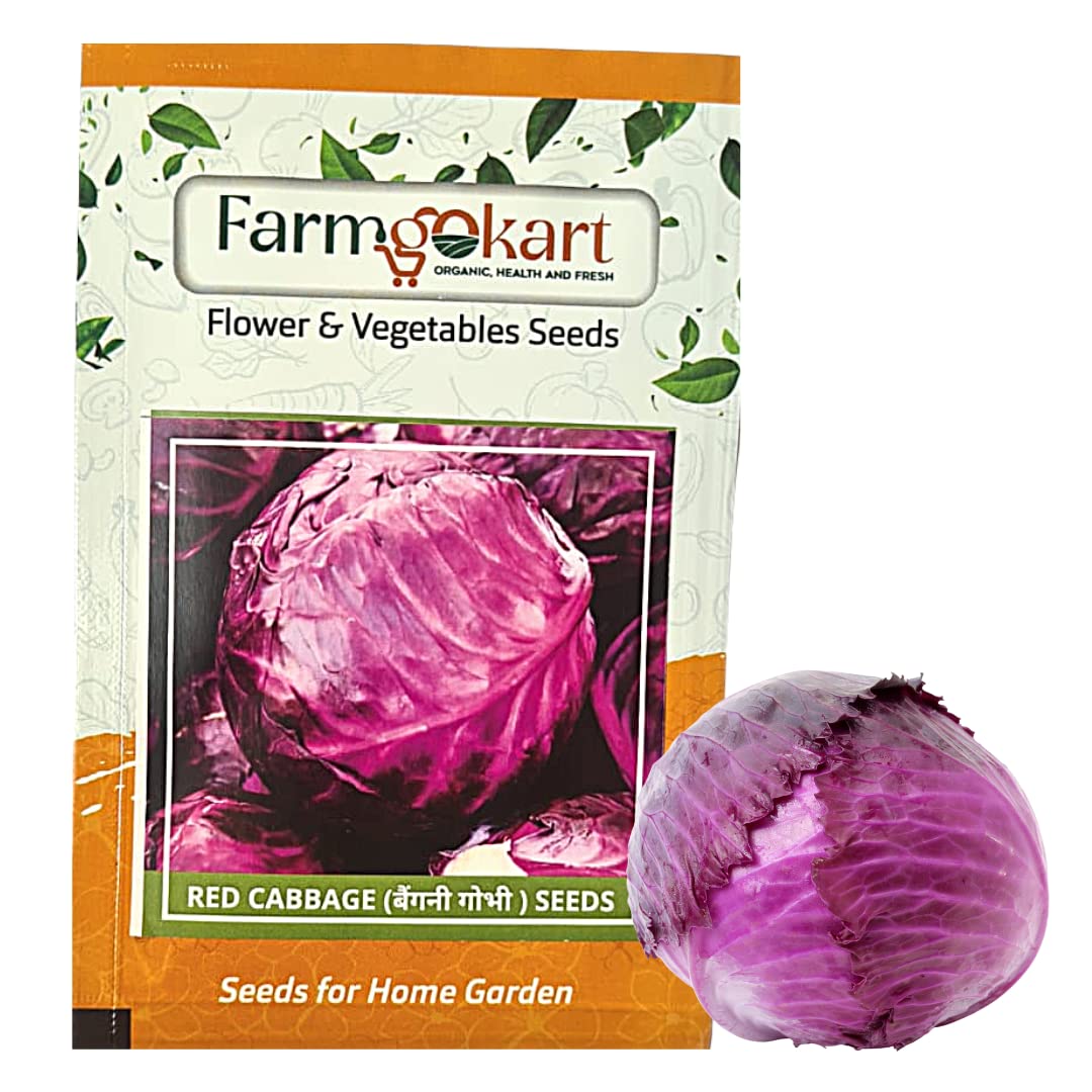 10 Gms of RED CABBAGE VEGETABLE SEEDS | Appx 1500 Seeds | High Germination Quality Seeds Pouch | for Home Gardening, Farming, Hydroponics and Poly Houses (B0BSQYHH3C) Amazon Price History, Amazon Price Tracker