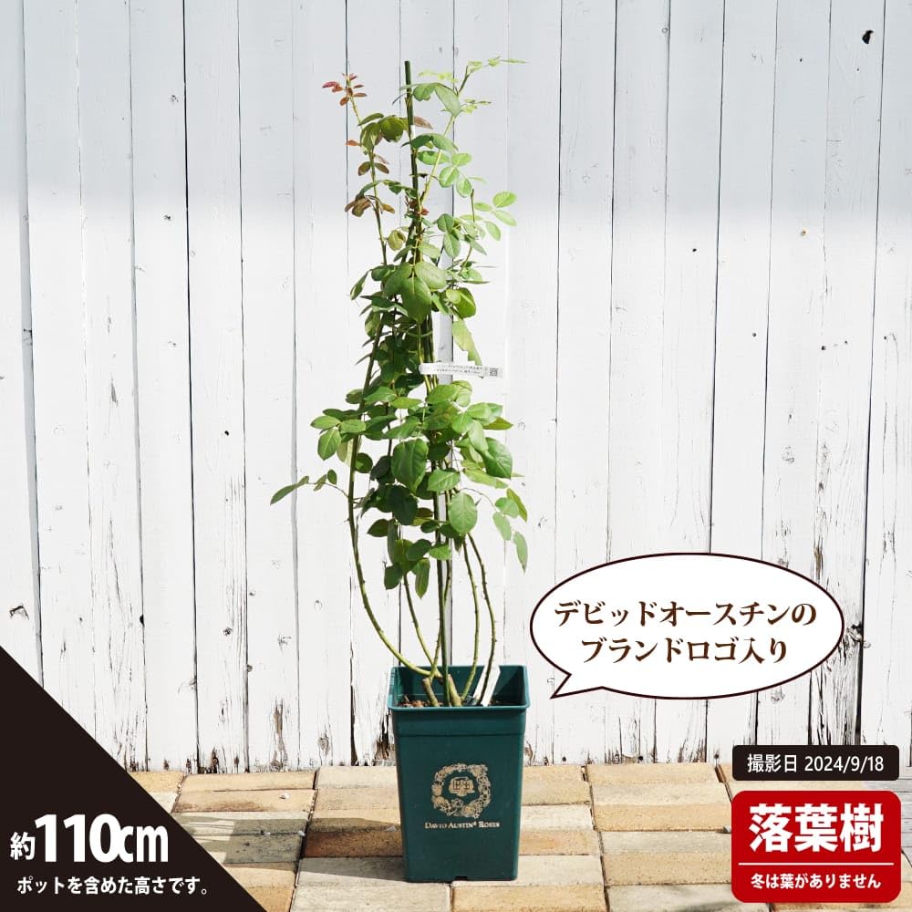 Amazon.co.jp: 四季咲き強香つるバラ 【ジュードジオブスキュア】 3年