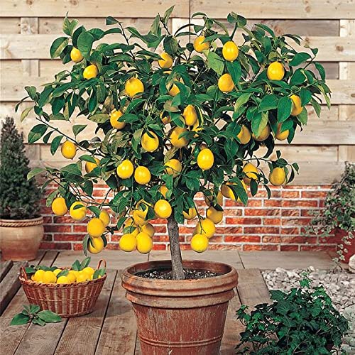 Dwarf Meyer Lemon Tree Seeds - 10 Pcs (B09KC2Y8X1) Amazon Price History, Amazon Price Tracker