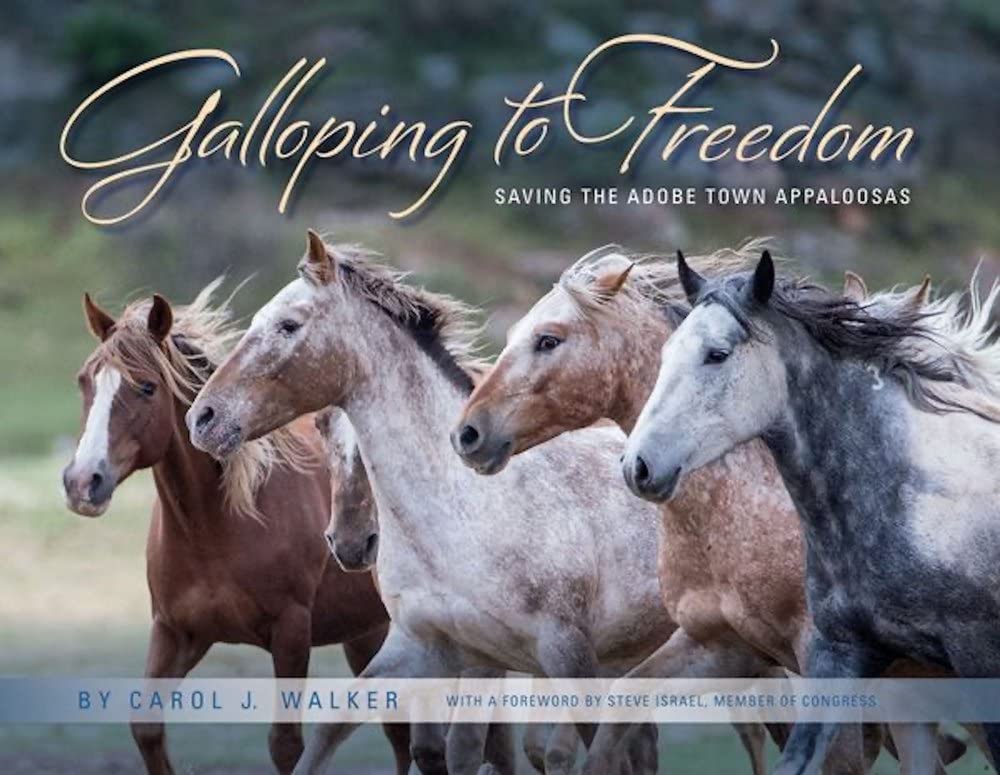 Adobe Town Appaloosas Galloping to Freedom livre cheval sauvage