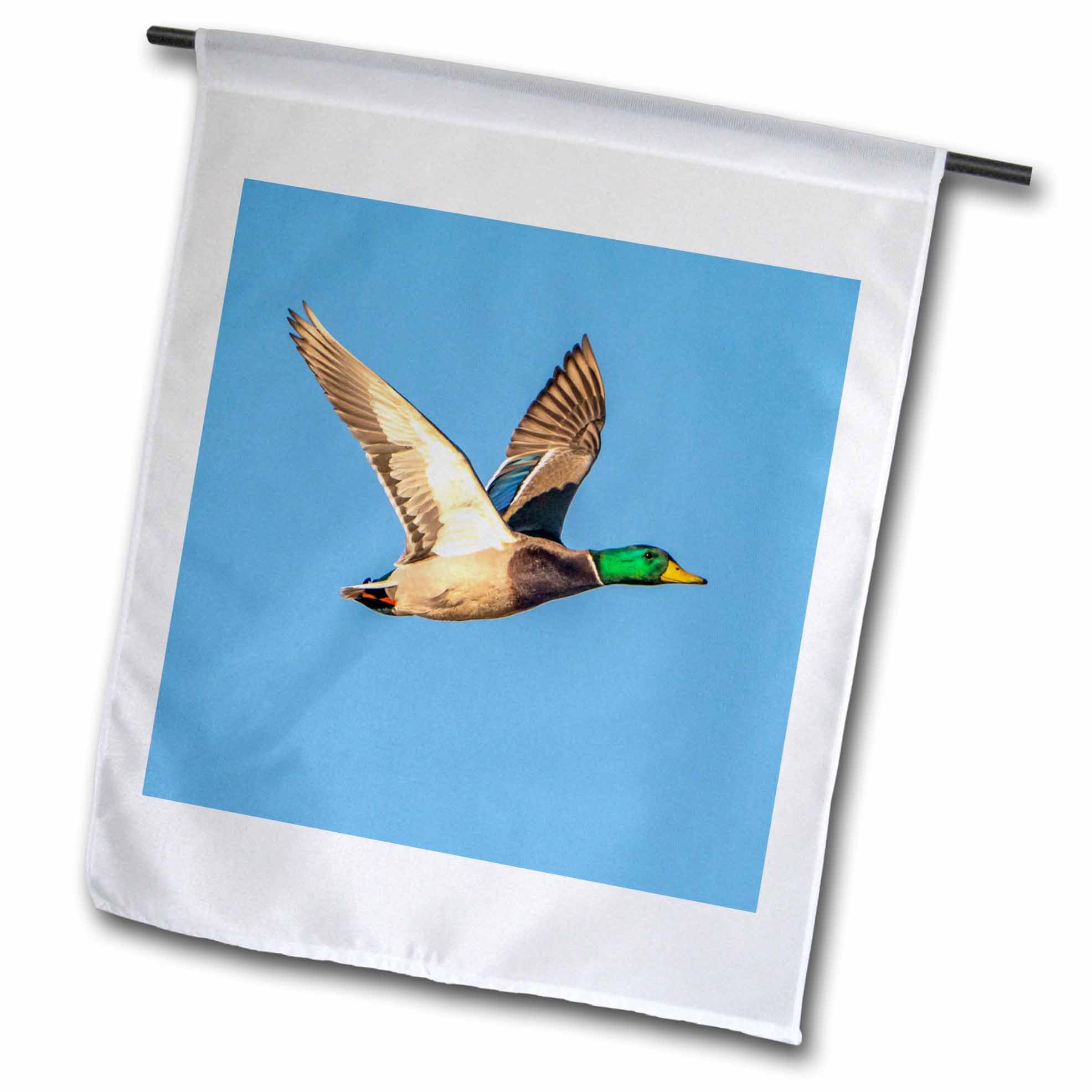 3dRose USA, New Mexico,Wildlife Refuge. Mallard drake duck on the wing. - Flags (fl-380945-1)