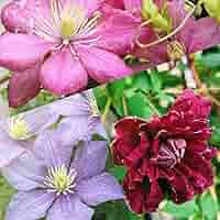 クレマチス　苗　④ imgrc0096210860.jpg