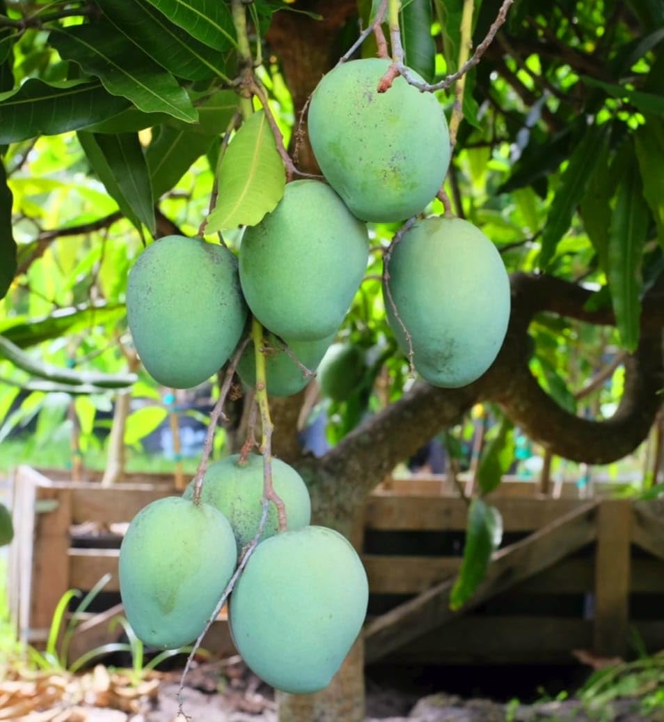 Garden Fields Bombay Green Mango Plant-Grafted Variant