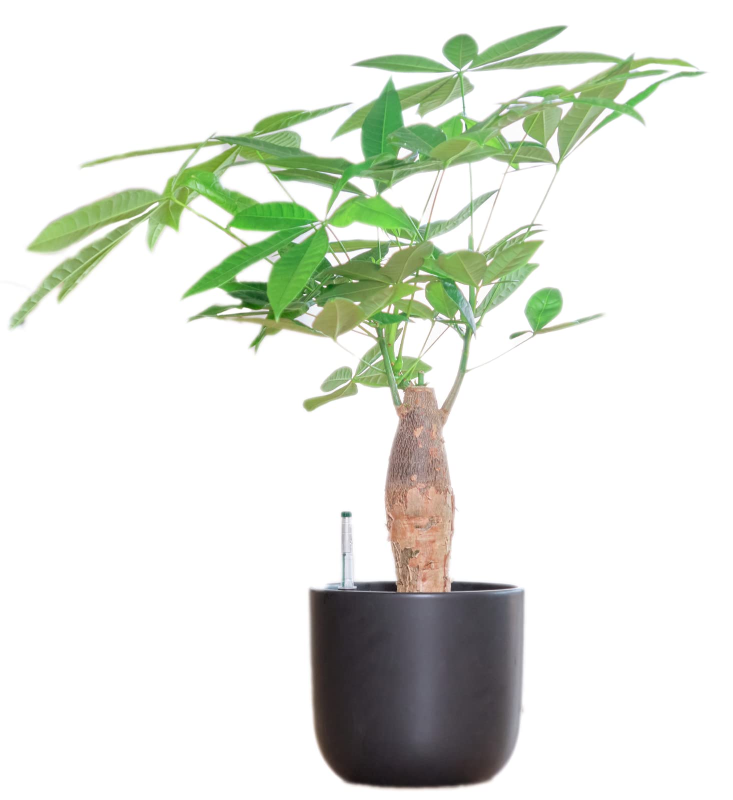 その他観葉植物 P Amazon｜東京寿園 パキラ 大型 観葉植物 本物 土を使わない観葉