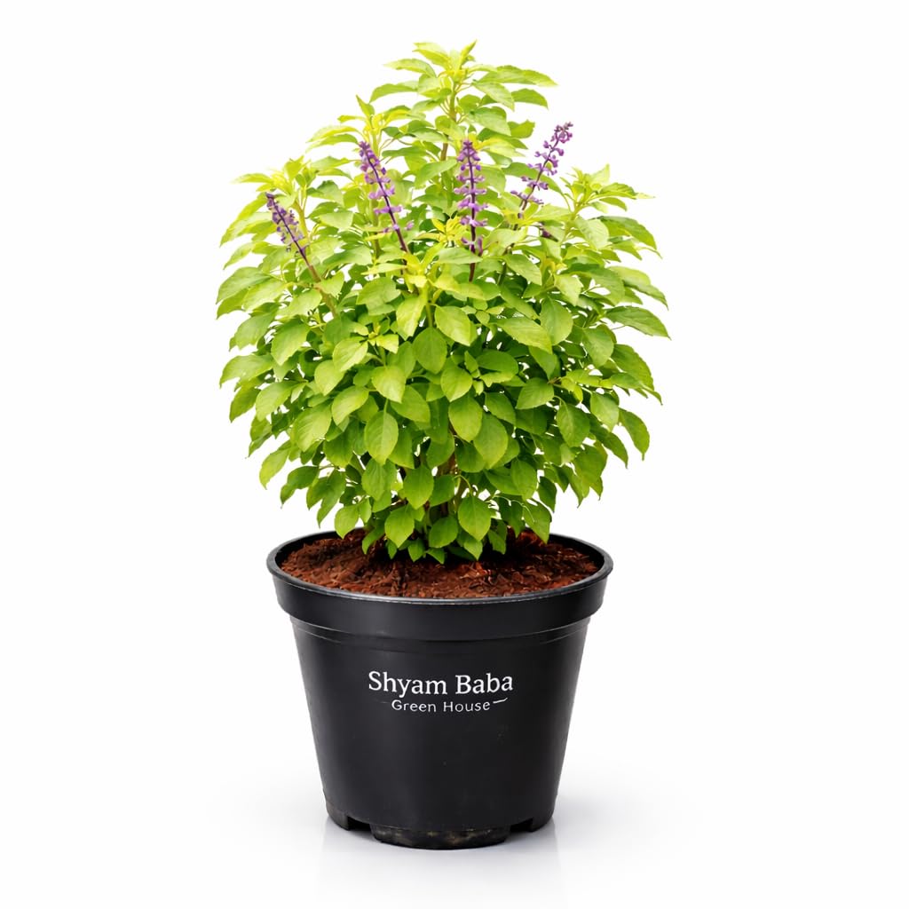 Rama Tulsi Live Plant (Holy Basil) – Ayurvedic Medicinal Plant for Home Garden & Puja – Ocimum Sanctum – Indoor/Outdoor-image-44