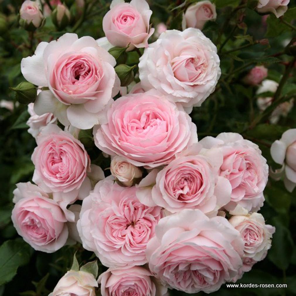 2 x Rose - Rosa 'Larissa' Topf 25-30 cm - Die remontierende Rose mit zartrosa Blüten von Kordes