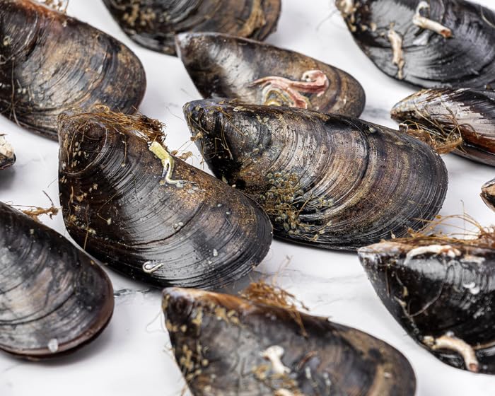 Mejillón roca fresco (Pack 4 bandejas)