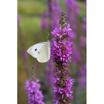 2er-Set in 9x9 cm T pfen durchwurzelt - winterhart! - Lythrum salicaria - Blutweiderich - Rutenweiderich rot - STAUDE DES JAHRES 2024 !