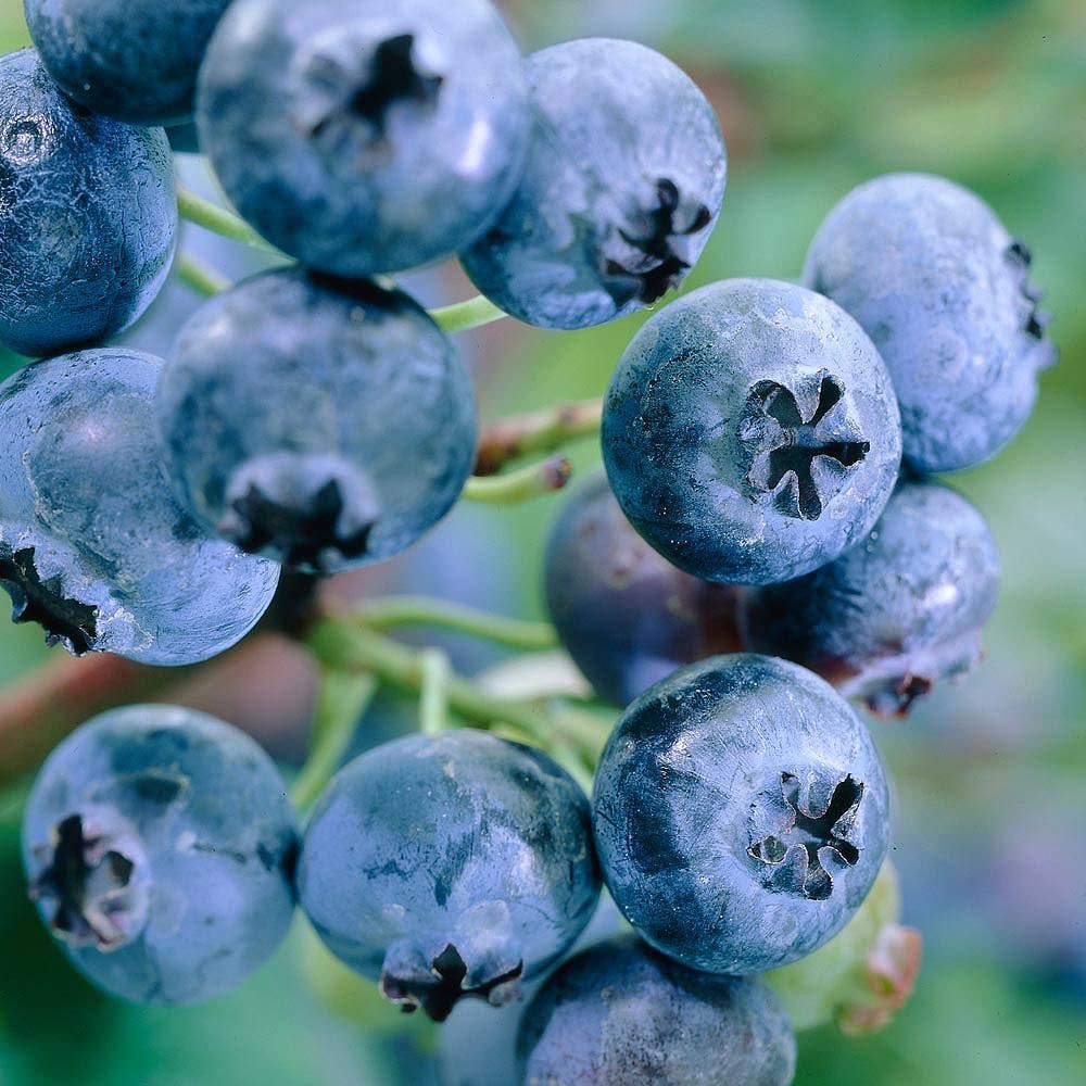 Royal Paradise Garden Rare Hybrid Bush Blueberry Fruit Live Plant (1 Healthy Live Plant : Grafted/Air Layering) (B08JZFR2C4) Amazon Price History, Amazon Price Tracker
