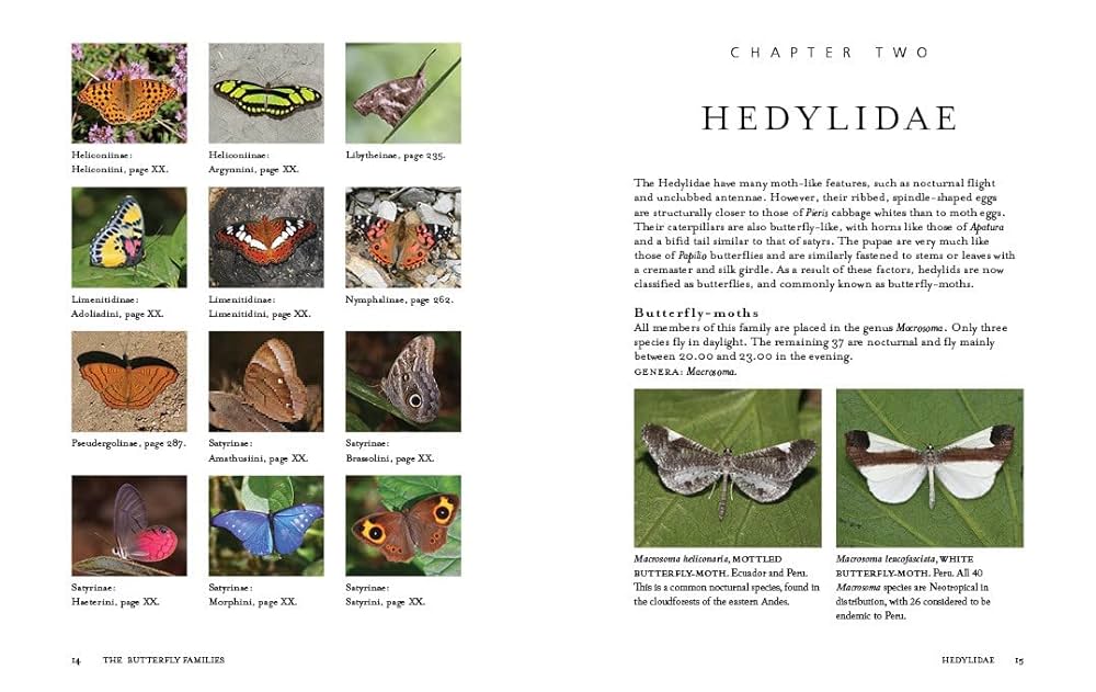 洋書 Adrian Hoskins 1,000 Butterflies 91uWC9g2mTL._AC_UF350,