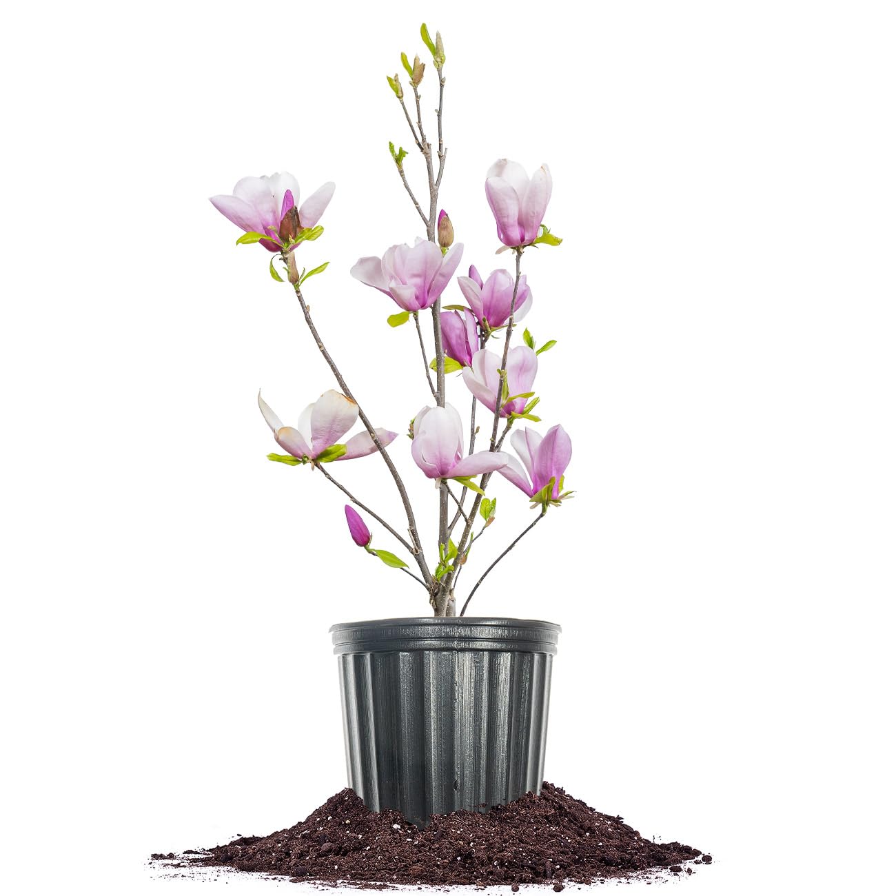 Perfect Plants Jane Magnolia