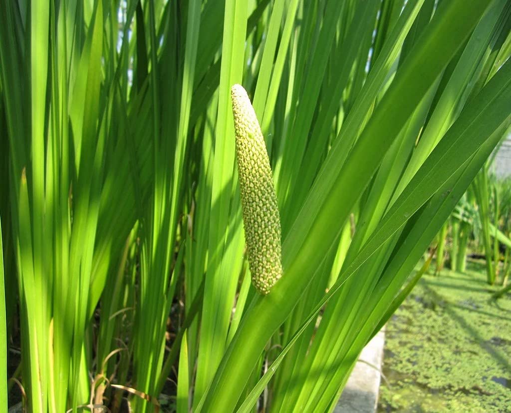 Ohhsome Vayambu Acorus Calamus Medicinal Herbal Plants For Home Garden (Acorus Calamus) Plant (Healthy Live Plant) (B09HN4WCL6) Amazon Price History, Amazon Price Tracker