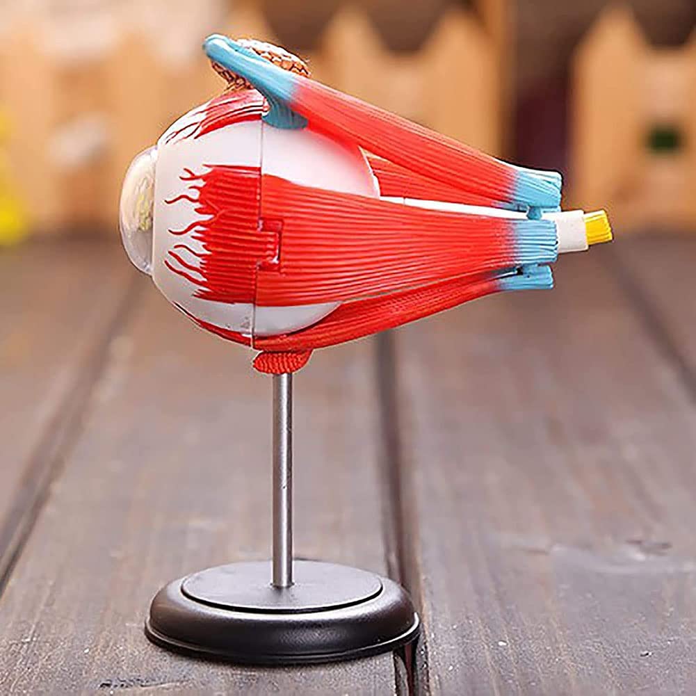 Amazon.co.jp: 眼模型、眼球解剖模型、32分解可能人体器官模型科学研究