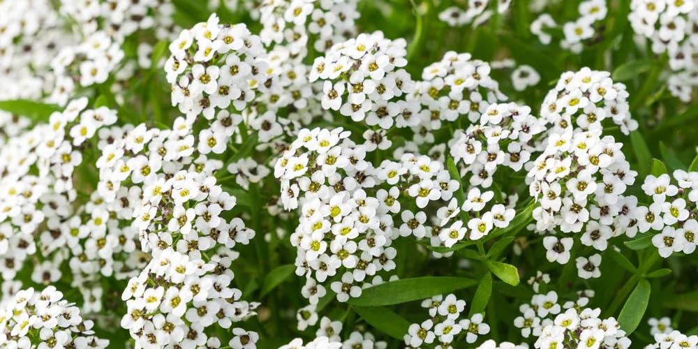 Seeds2Go Sweet Alyssum Carpet of Snow