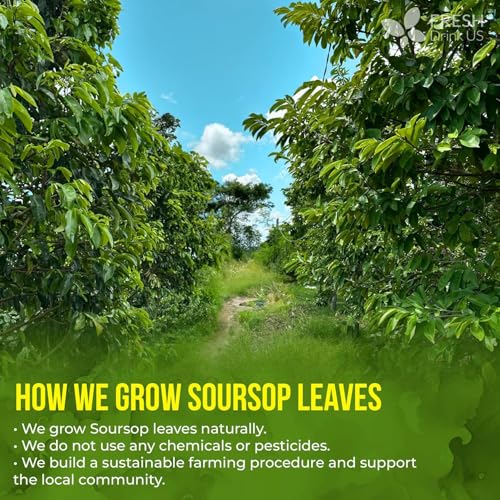 Image of 40 Premium Soursop Graviola Leaf Tea Bags, 100% Natural and Pure from Soursop Leaves, Handmade, Made With Natural Materials-Corn Fiber Tea Bag, Sugar /Caffeine /Gluten Free, Hoja Guanabana Tea