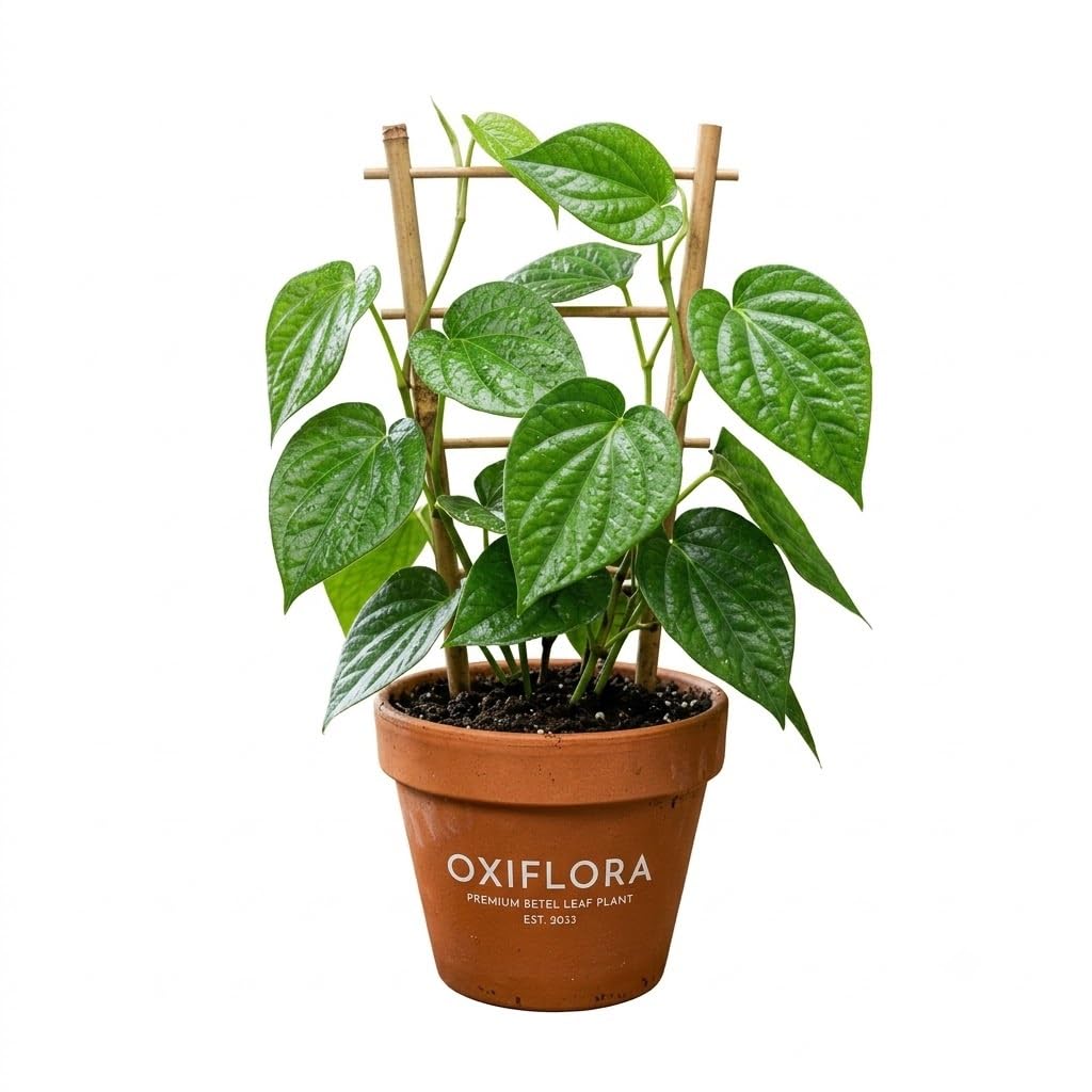 Combo Pan Betel Leaf (Piper Betle) Meetha Paan Live Plant Pack Of 2 Ayurvedic Medicinal Herb Banarasi Maghai Paan,Meetha Paan Original variety of Paan plant for Home Garden-image-9