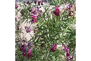 50 Freshly Harvested Desert Willow Tree Seeds