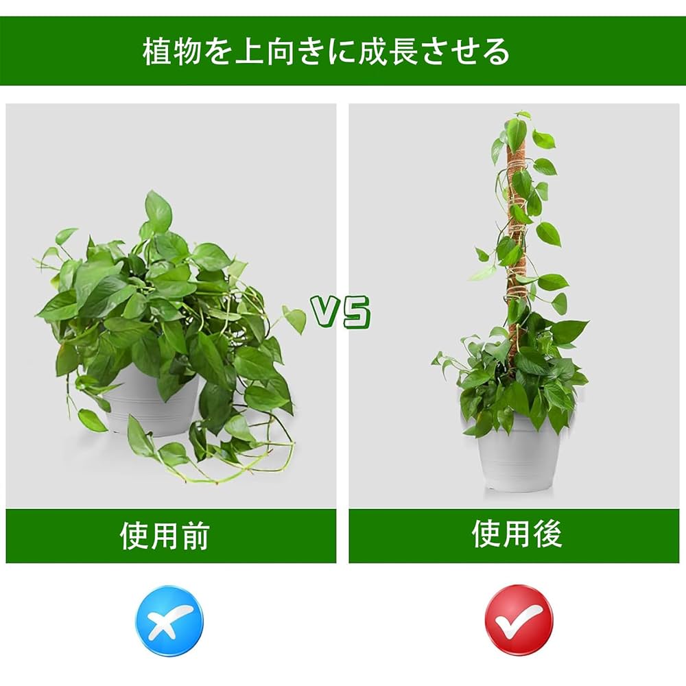 Amazon | EXDAS 園芸支柱 観葉植物モンステラ ヘゴ支柱