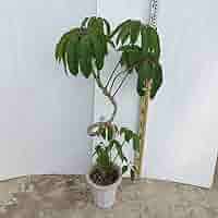 ［現品］3番　ツピタンサス　曲がり　8号　観葉植物　室内　大型　おしゃれ 現品］3番 ツピタンサス 曲がり 8号 観葉植物 室内 大型