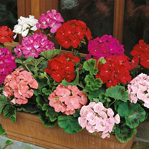Outsidepride Geranium Garden Flower Seed Plant Mix For Containers, Baskets, Beds, & Window Boxes - 100 Seeds #TOP4