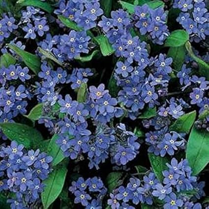 Amazon Com 45 Indigo Blue Forget Me Not Flower Seeds Perennial Patio Lawn Garden Amazon Com 45 Indigo Blue Forget Me Not Flower Seeds Perennial Patio Lawn Garden