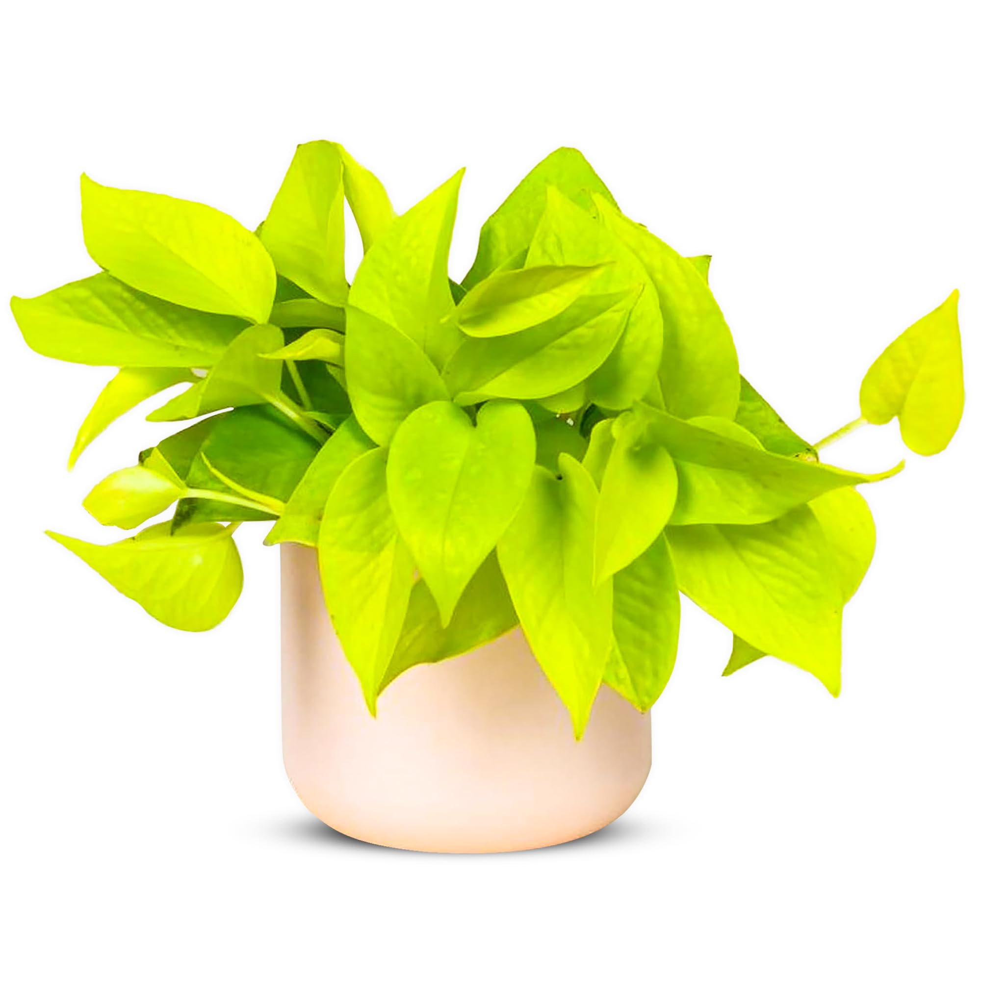 black emerald philodendron Philodendron ' Black Cardinal ' for Sale