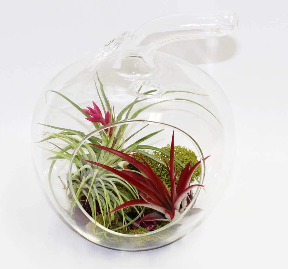 Athena's Garden LO-HCH0707-2APS-1APM-L-PRSM-MIX Apple Shape Terrarium Live Arrangement, 5.5" x 5.5" x 6.5", Multicolor Air Plants