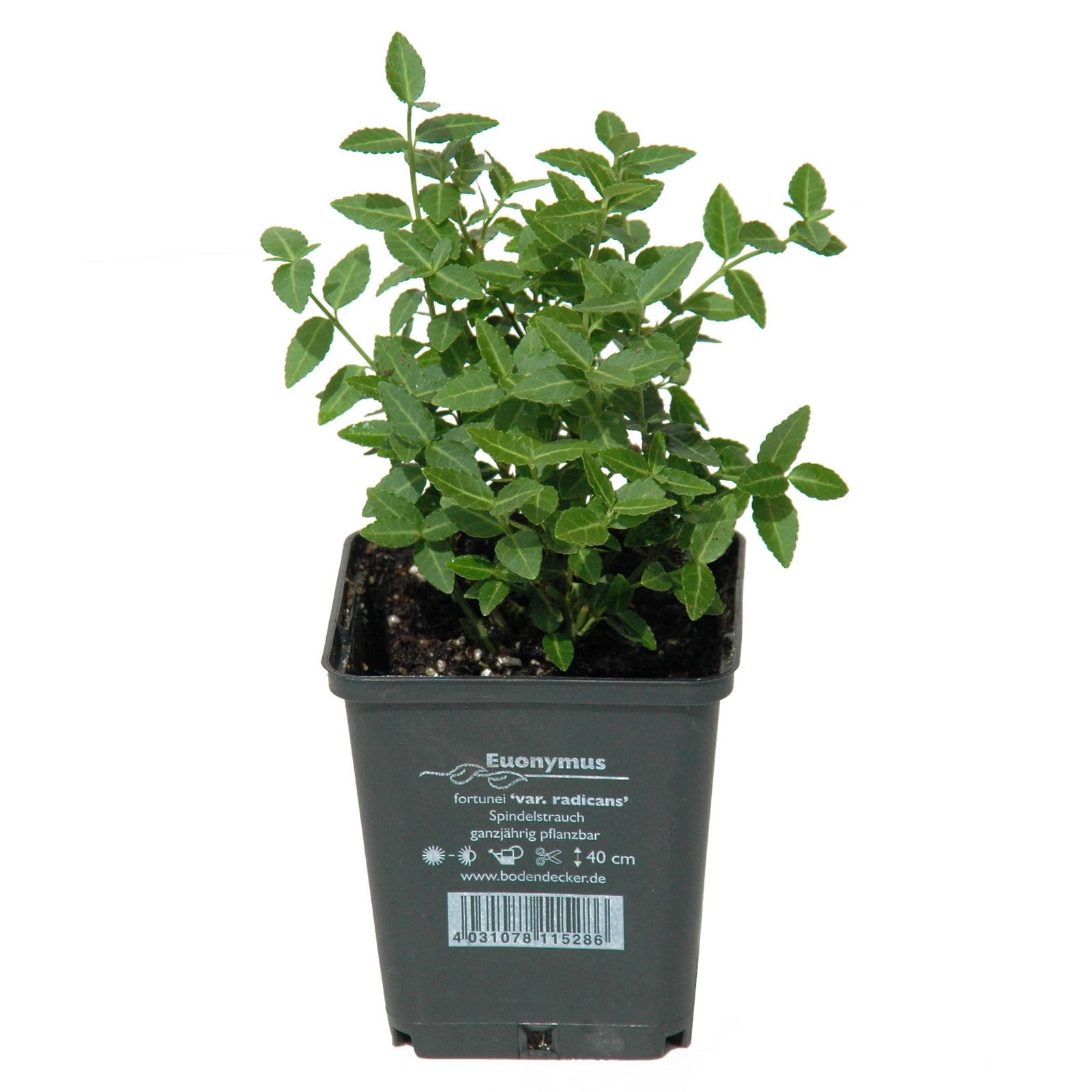 Pflanzen-Kölle Grüner Spindelstrauch 'Radicans' 12er-Set, 9 cm Ø Topf