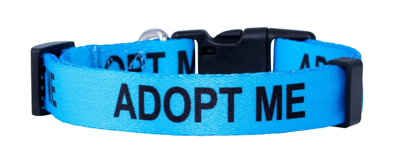 Native Pup Adopt Me Dog Collar (Small, Blue)