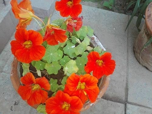 Miniatura 6 de 20 piezas de semillas de flores de capuchina mixtas hermosa flor bonsái decoración