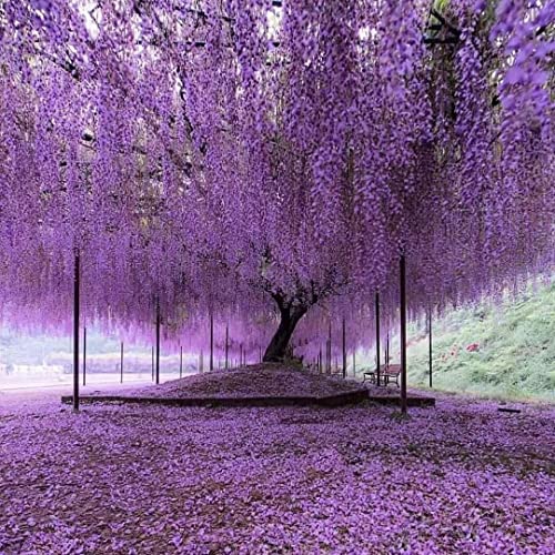12 Pack Wisteria Flower Vines Garland, 3.75 Feet Artificial Flower Strings, Fake Hanging Flowers, Silk Wisteria Garland Flowers, Wisteria Vine For Wedding, Garden, Wall Decoration (Purple Blue) #TOP4