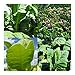 Magic Garden Seeds Tabaco para Cigarrillos - Semillas-Set de Regalo con 3...