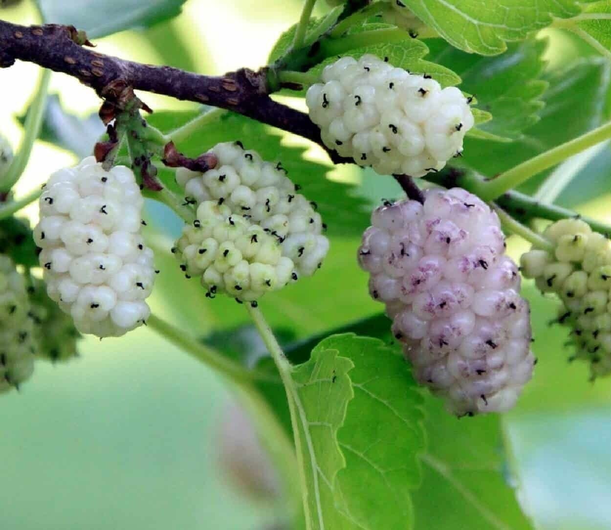 Gelso Bianco "Morus Alba" pianta da frutta in alveolo h 100/120 cm Vivaio di Castelletto