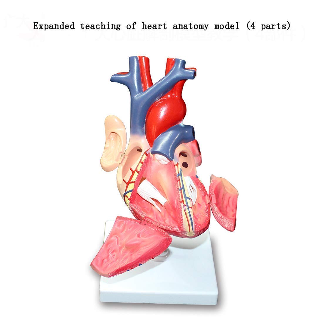Model Edukacji Zdemontowany Anatomiczny Model Ludzkiego Serca Anatomia Medyczne Materiały Dydaktyczne, Modele