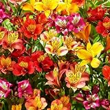 Mixed Color Alstroemeria Seeds 30 PCS Perennial Peruvian Lily Flower Seeds for Outdoor Garden Planting
