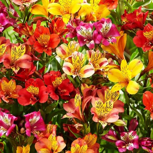 Mixed Color Alstroemeria Seeds 30 PCS