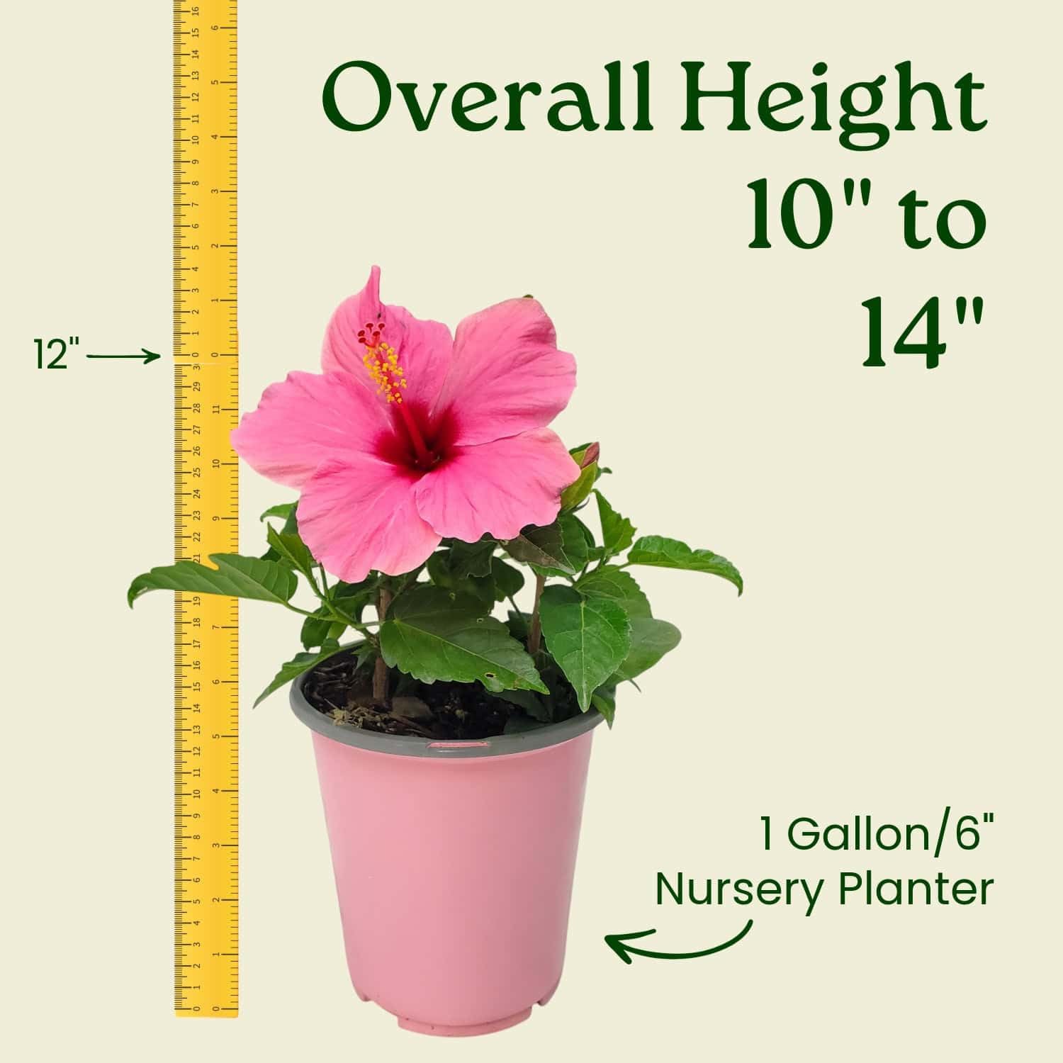Tropical Plants of Florida - Pink Yoder Dwarf Hibiscus Bush - Flowering Plant Live - 10" to 12" Overall Height - 1 Gallon Planter (Plant Only)