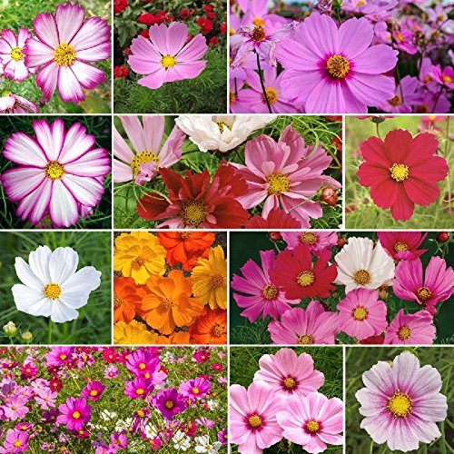 Crazy for Cosmos - Cosmos Flower Seed Mix - 1/4 Pound, Mixed, Attracts Pollinators, Easy to Grow & Maintain