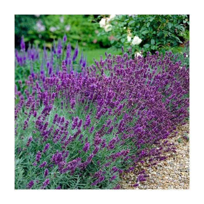 LAVANDULA angustifolia Hidcote Garden Ready 9cm Pot