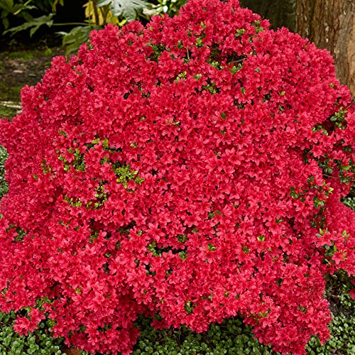 Colourful Garden Shrub Red Azalea Japonica Evergreen Plant Supplied in 2L Pot