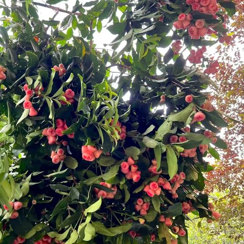 Semillas de Syzygium samarangense, árbol frutal de primera calidad semillas de Árboles frutales semillas de plantas plantación de montaña perenne, resistente, perenne Semillas 100pcs