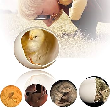 にたまご global-oasis-shop_4582769733369