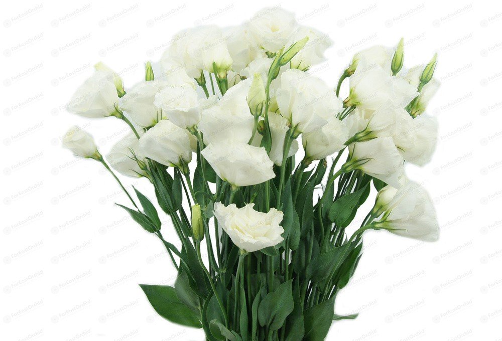 Buy 20 eustoma Seeds Lisa White lisianthus Seeds, LongestLasting Cut