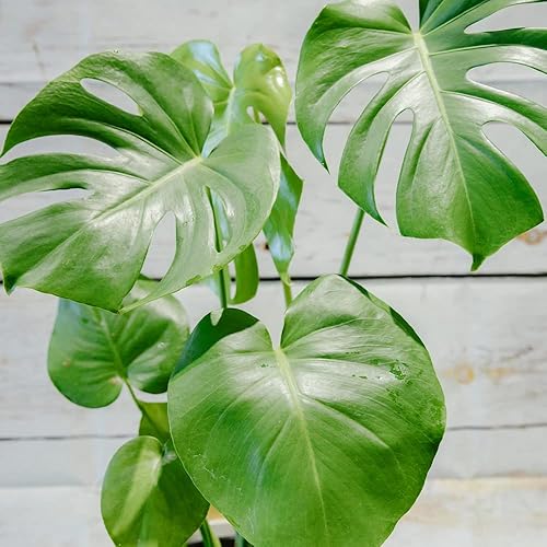 Miniatura 2 de QAUZUY GARDEN 50 semillas Monstera, filodendro de hoja dividida, planta de queso suizo, hoja de ventana, semillas de ceriman, semillas de reliquia